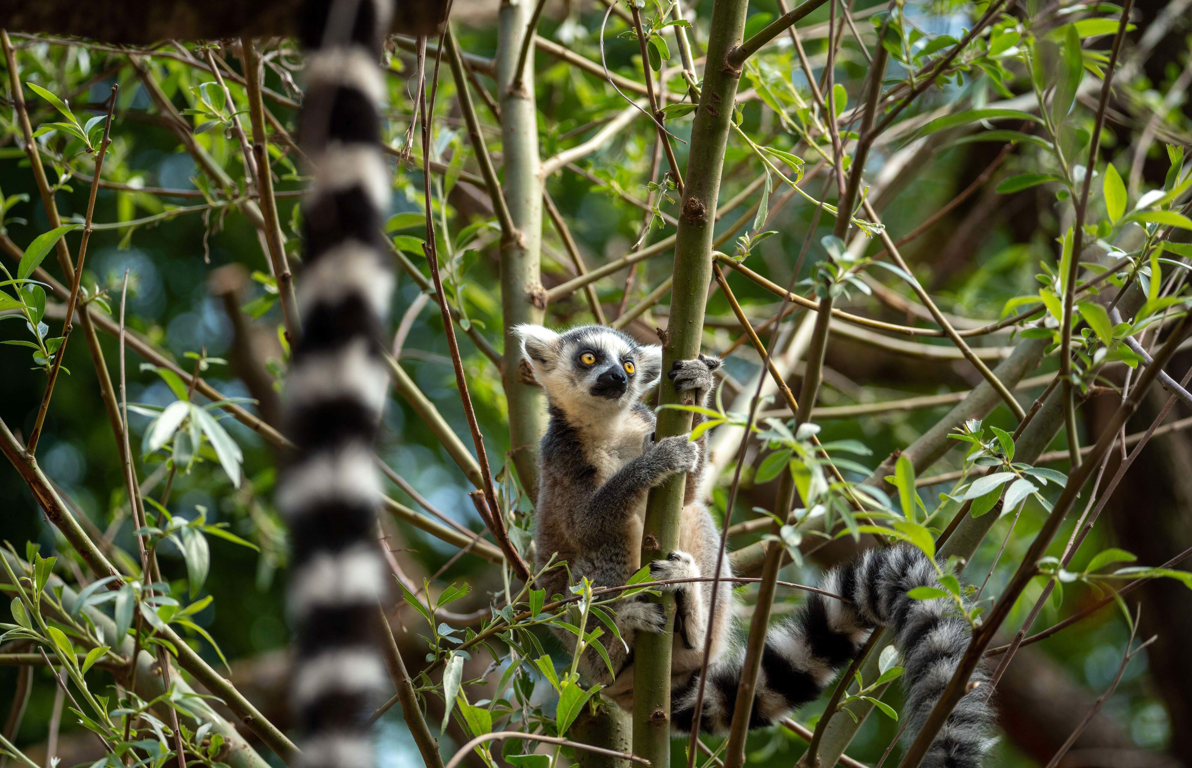 Lemur i Aalborg Zoo